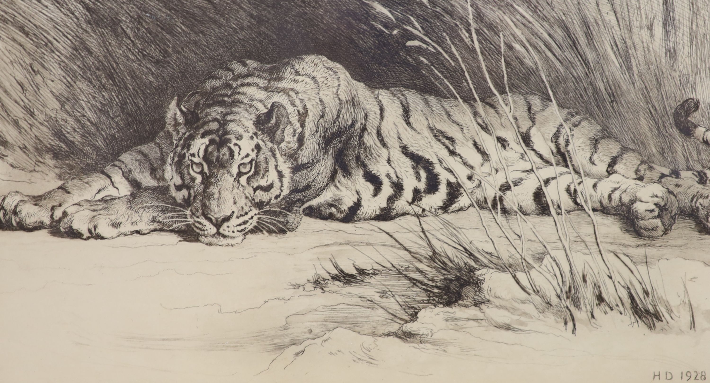 Herbert Dicksee (1862-1942), engraving, Tiger in the grass, signed and dated in the plate, 21 x 38cm